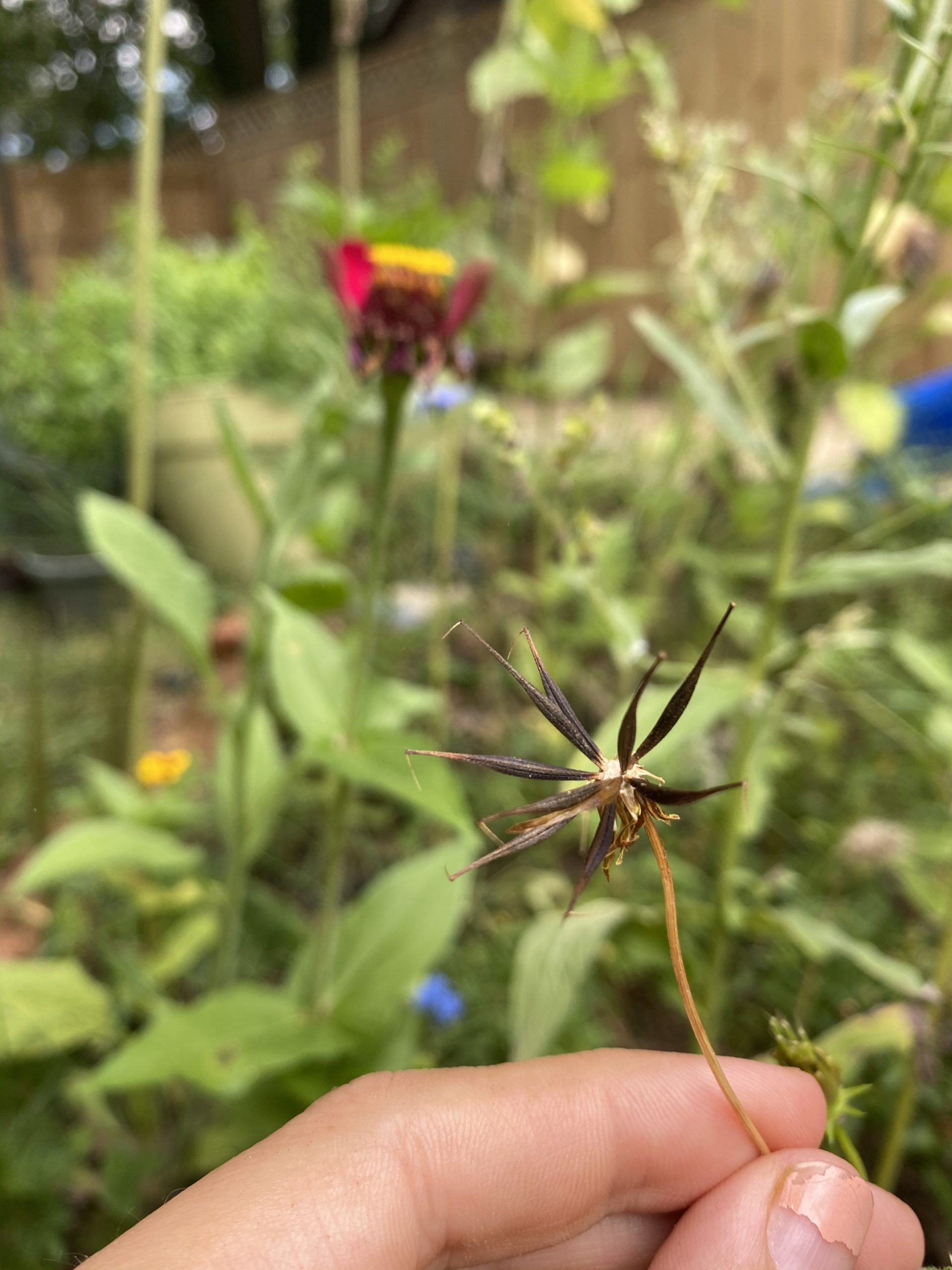 How to Begin Saving Seeds from your Home Garden - Forage and Salvage